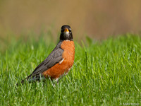 Roodborstlijster / American Robin - Boston MA