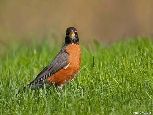 Roodborstlijster / American Robin - Boston MA