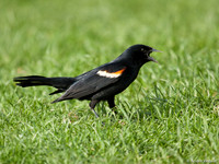 Epauletspreeuw / Red Winged Black Bird - Boston MA
