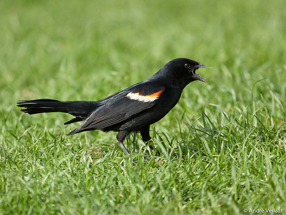 Epauletspreeuw / Red Winged Black Bird - Boston MA