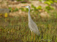Witwangreiger / White-faced Heron - Fraser Island