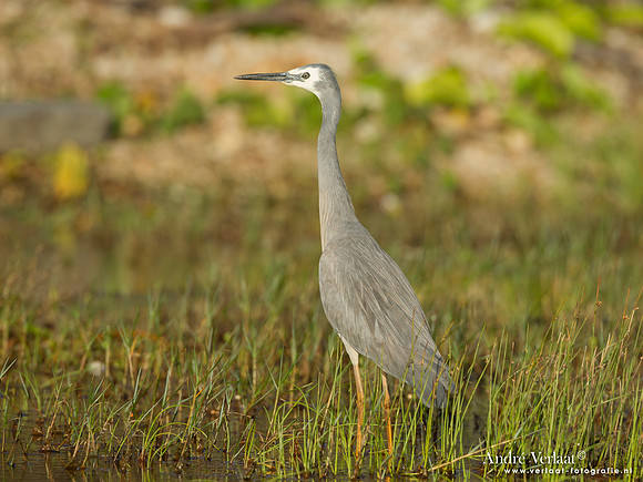 Witwangreiger / White-faced Heron - Fraser Island
