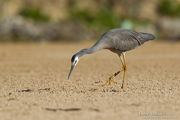 Witwangreiger / White-faced Heron - Fraser Island