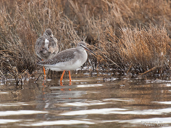 Zwarte Ruiter / Spotted Redshank - Wieringen