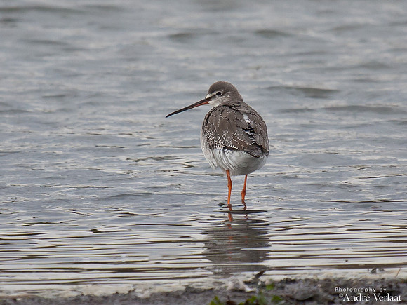 Zwarte Ruiter / Spotted Redshank - Wieringen
