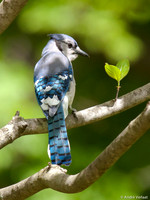 Blauwe Gaai / Blue Jay - Boston MA