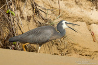 Witwangreiger / White-faced Heron - Fraser Island