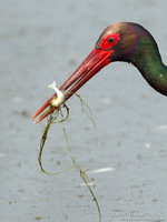 Zwarte Ooievaar / Black Stork
