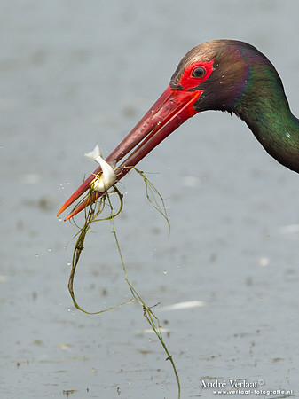 Zwarte Ooievaar / Black Stork - Lesvos