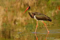 Zwarte Ooievaar / Black Stork - Lesvos