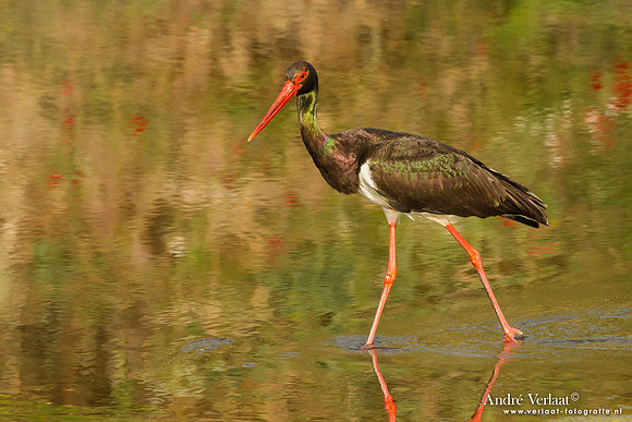 Zwarte Ooievaar / Black Stork - Lesvos