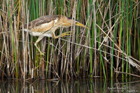 Woudaap / Little Bittern - Lesvos