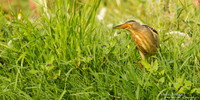 Woudaap / Little Bittern - Lesvos