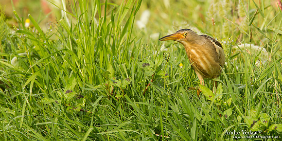 Woudaap / Little Bittern - Lesvos