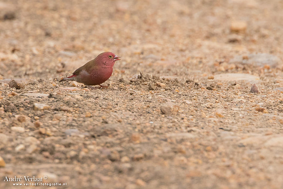Vuurvinkje / Red-billed Firefinch - South Luangwa NP