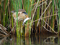 Woudaap / Little Bittern - Lesvos