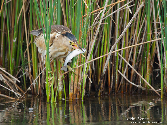 Woudaap / Little Bittern - Lesvos