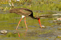 Zwarte Ooievaar / Black Stork - Lesvos