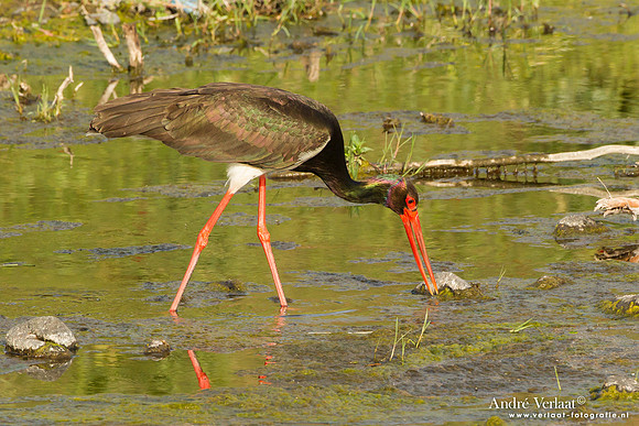 Zwarte Ooievaar / Black Stork - Lesvos