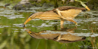 Woudaap / Little Bittern - Lesvos