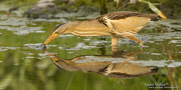 Woudaap / Little Bittern - Lesvos