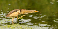 Woudaap / Little Bittern - Lesvos