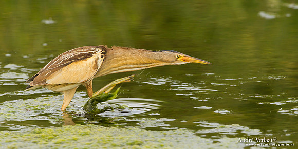 Woudaap / Little Bittern - Lesvos