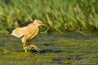Woudaap (Man) / Little Bittern (Male) - Lesvos