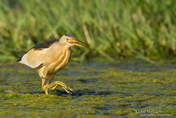 Woudaap (Man) / Little Bittern (Male) - Lesvos