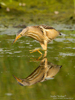 Woudaap / Little Bittern - Lesvos