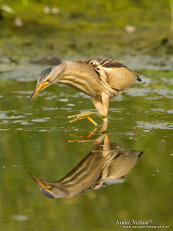 Woudaap / Little Bittern - Lesvos