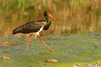 Zwarte Ooievaar / Black Stork - Lesvos