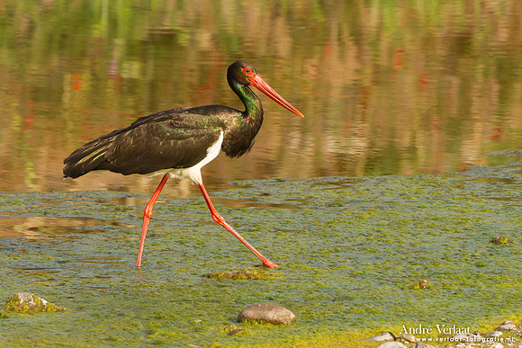 Zwarte Ooievaar / Black Stork - Lesvos