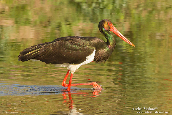Zwarte Ooievaar / Black Stork - Lesvos
