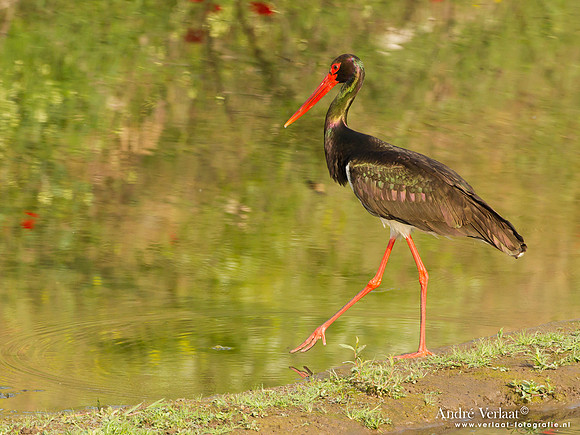 Zwarte Ooievaar / Black Stork - Lesvos