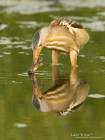 Woudaap / Little Bittern - Lesvos