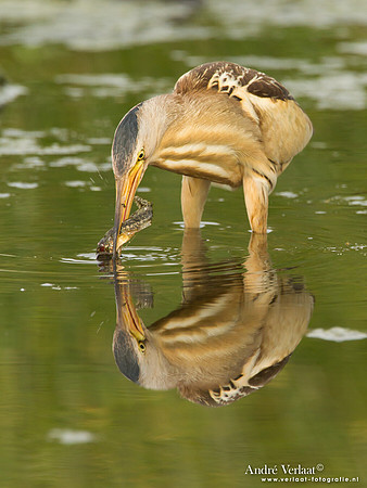 Woudaap / Little Bittern - Lesvos