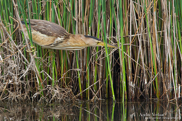 Woudaap / Little Bittern - Lesvos