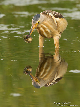 Woudaap / Little Bittern - Lesvos