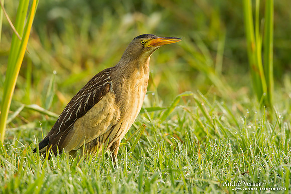 Woudaap / Little Bittern - Lesvos
