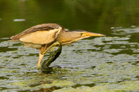 Woudaap / Little Bittern - Lesvos