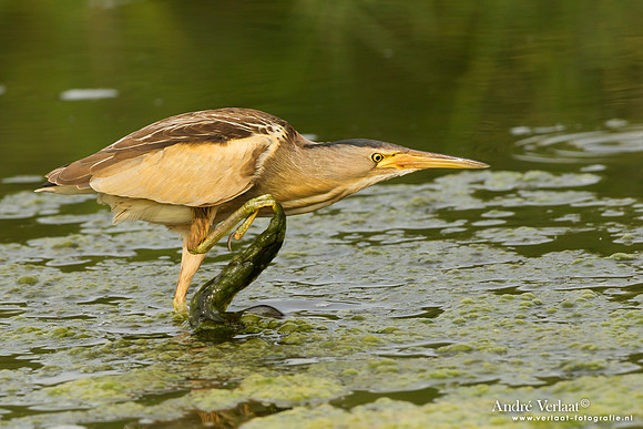 Woudaap / Little Bittern - Lesvos