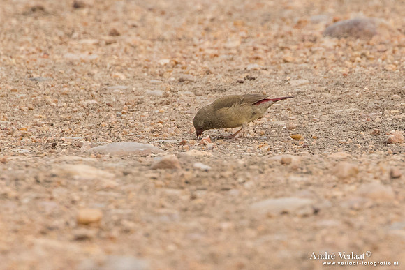 Vuurvinkje / Red-billed Firefinch - South Luangwa NP