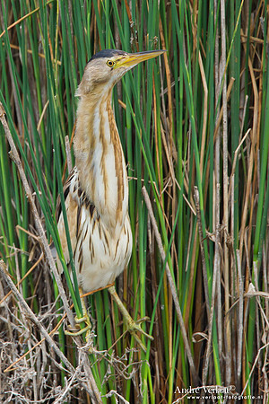 Woudaap / Little Bittern - Lesvos