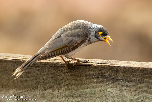 Tuinhoningeter / Noisy Miner - Highfields Qld