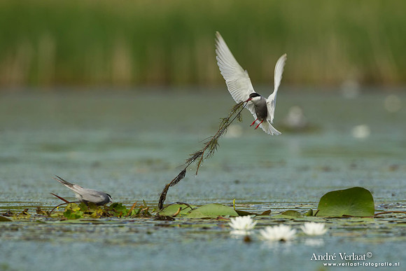 Witwangstern / Whiskered Tern - Hortobagyi Nemzeti Park