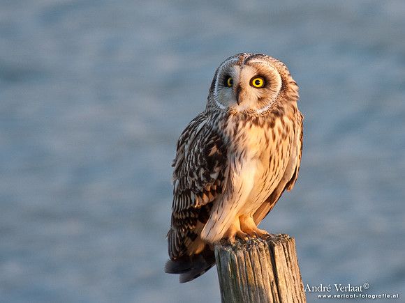 Velduil / Short-eared Owl - Burghsluis