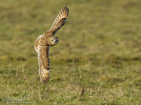 Velduil / Short-eared Owl - Lauwersoog