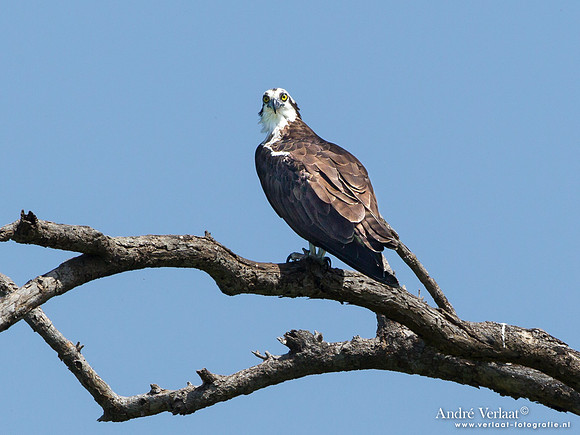 Visarend / Osprey - Bigi Pan