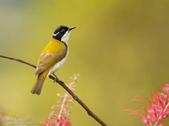 Witkinhoningeter / White-throated Honeyeater - Corroboree Park Tavern NT